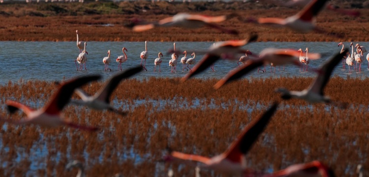 Gediz Deltası Alarm Veriyor: Kuraklık ve Kirlilik Kıskacında Bir Sulak Alan
