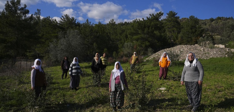 İzmir Karaburun’da Sakız Ağacı Yeniden Yeşeriyor
