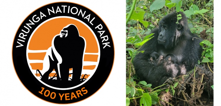 Kongo Virunga Ulusal Parkı’nda Nadir Doğum: Dağ Gorillerinde İkiz Sevinci