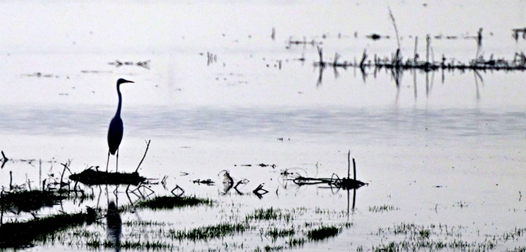 Kurutulan Gavur Gölü Yeniden Su Tuttu