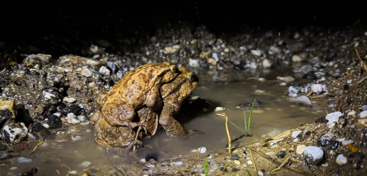 Kütahya’da 5 Bin Yıllık Doğa Ritüeli: Kurbağaların Göç Yolculuğu