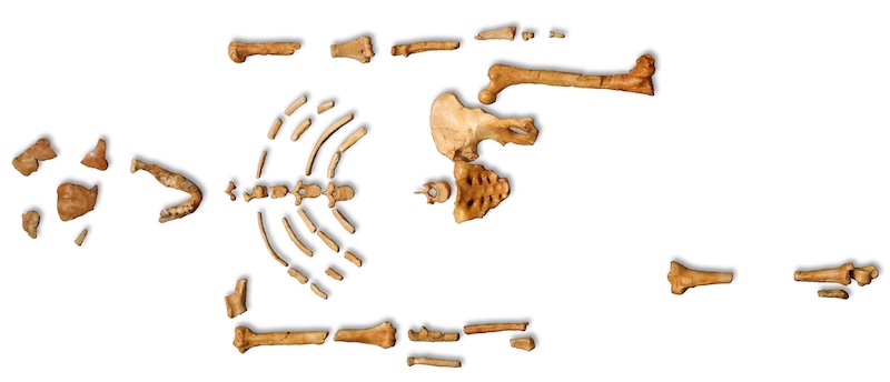 Erken İnsan Ataları Şaşırtıcı Derecede Yavaştı