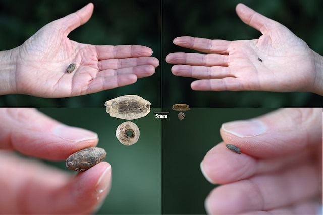 15.000 Yıllık Kil Boncuklar Tarımın Kökenini Aydınlatıyor