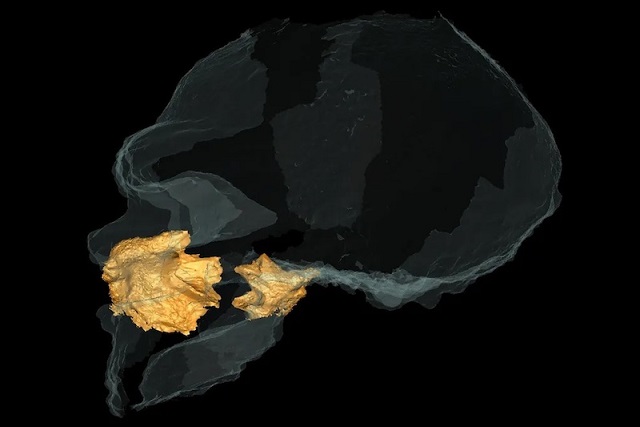 Neandertal Burnu, Havayı Isıtmak için Evrilmemiş
