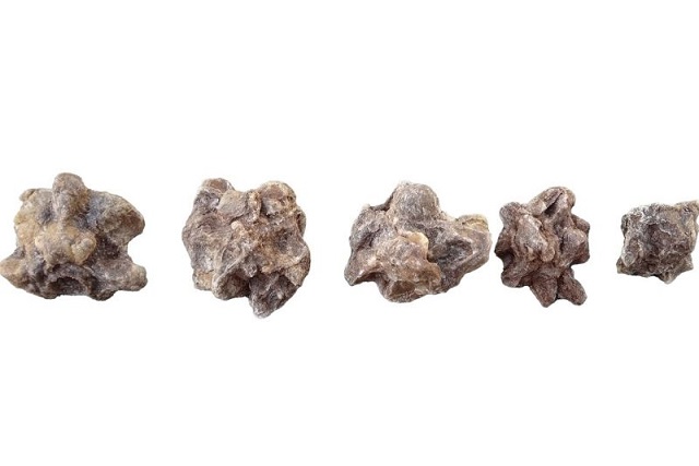 Anakondalar 12 Milyon Yıldan Uzun Süredir Dev Boyutlarda