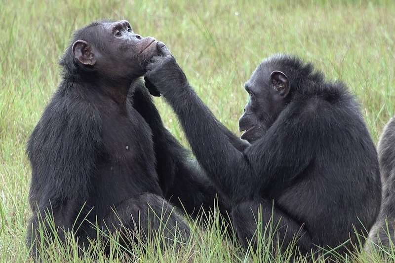 Şempanzeler, Tedavi Amaçlı Yaralarına Böcek Sürüyor