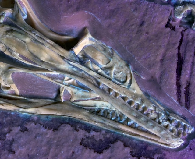 Dünyanın İlk Proto Kuşlarından Birinde Tuhaf Özellikler Keşfedildi