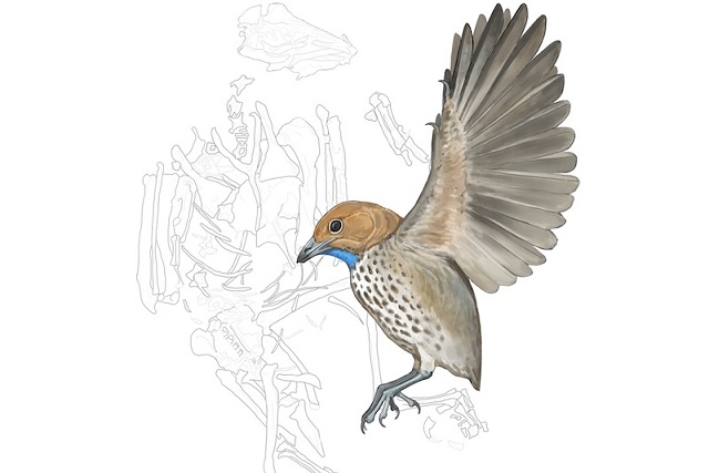 ‘Attenborough’un Tuhaf Kuşu’ Fosili, Türünün İlk Dişsiz Örneğiydi