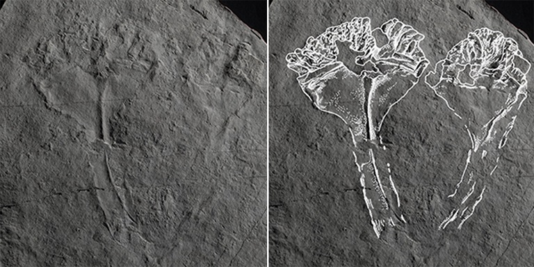 İngiltere’de Bilinen En Eski Yırtıcı Hayvan Fosili Bulundu