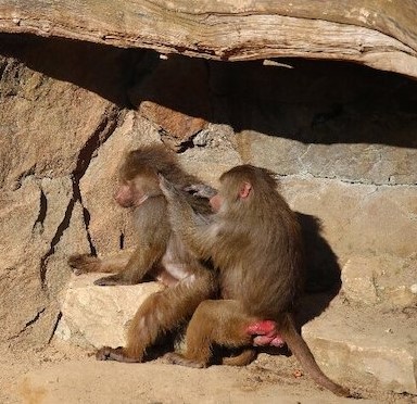 Babunlar, Problem Çözmek için Sosyal Gelenek Üretebiliyor