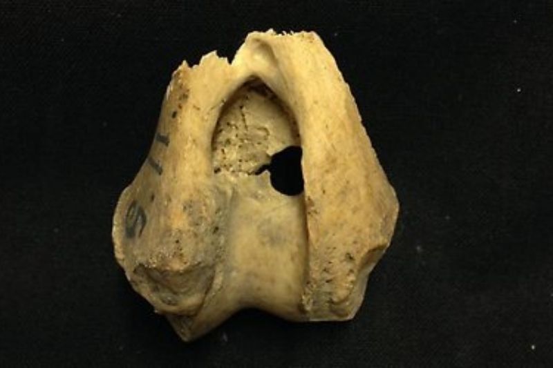 Baltık Adasında Evcilleştirme Öncesi Kurtlarla Yakınlaşma Kanıtları