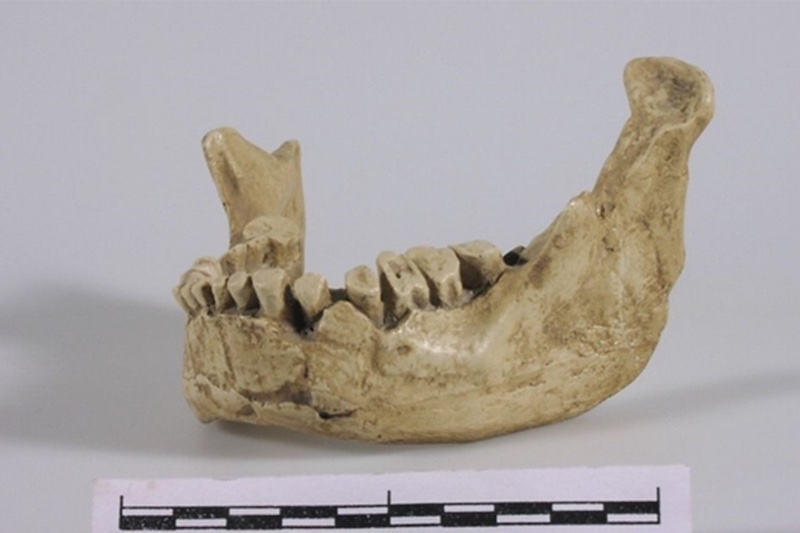 Bu Çene, Avrupa’daki En Eski Homo Sapiens’in Olabilir