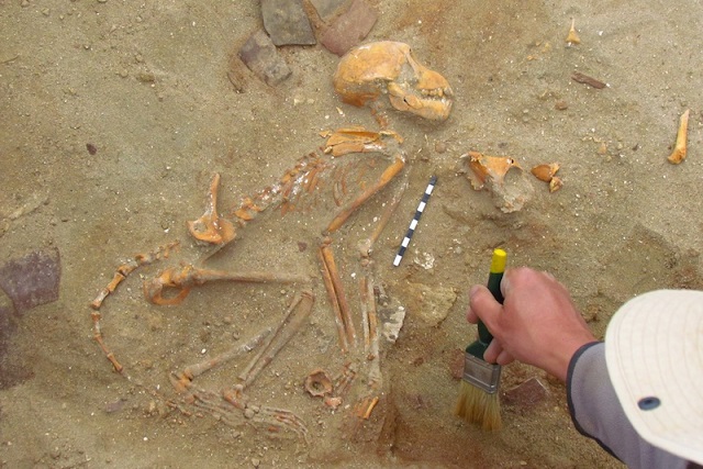 Mısır’daki Roma Askerleri, Evcil Maymunlarına Çok Düşkündü