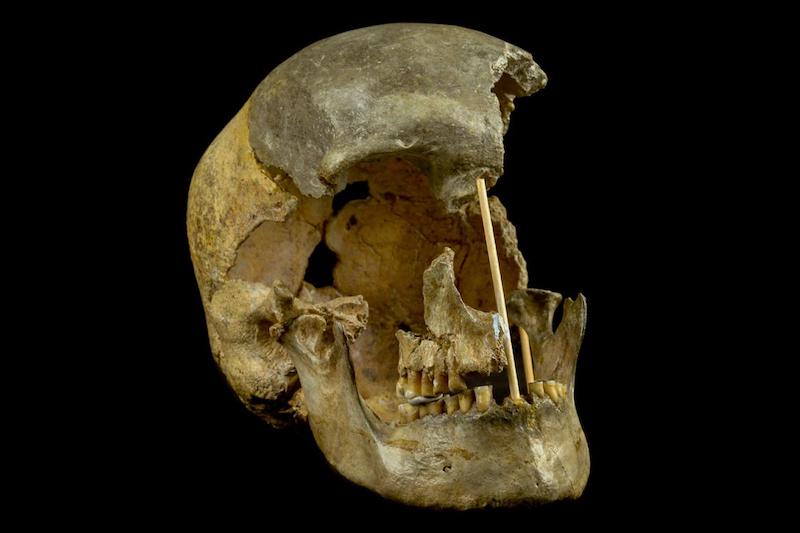 3.000 Yıl Önce İnsan Beyni Neden Küçüldü?