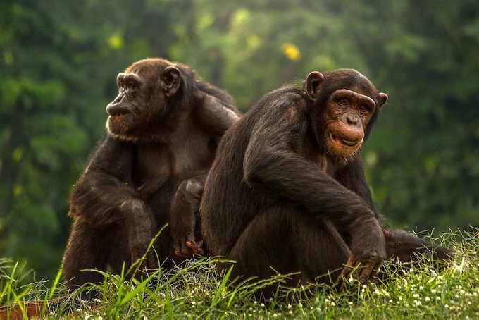 Şempanzeler Onlarca Yıl Görmedikleri Arkadaşlarını Tanıyabiliyor