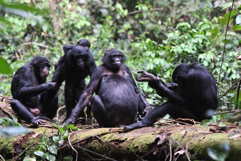 Bonoboların Hoşgörülü Grup İlişkileri, İnsan Barışının Yolunu Açtı