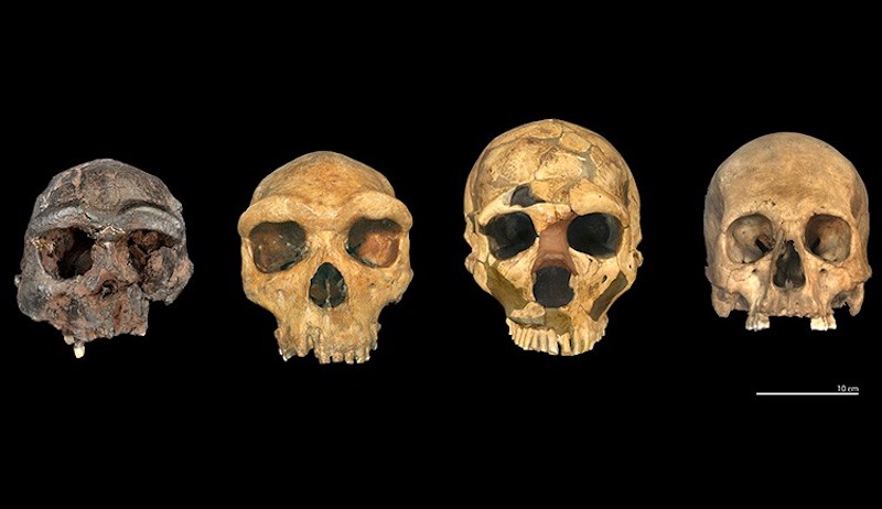Avrupa’daki Erken İnsan Fosilleri Birbiriyle Karşılaştırılıyor