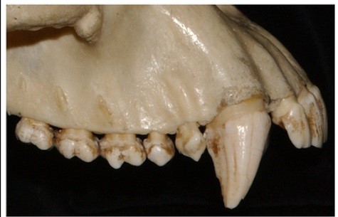 Atalarımızın Köpek Dişleri En Az 4,5 Milyon Yıl Önce Küçüldü