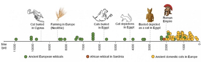 Evcil Kediler 2.000 Yıl Önce Kuzey Afrika’dan Yayılmış Olabilir