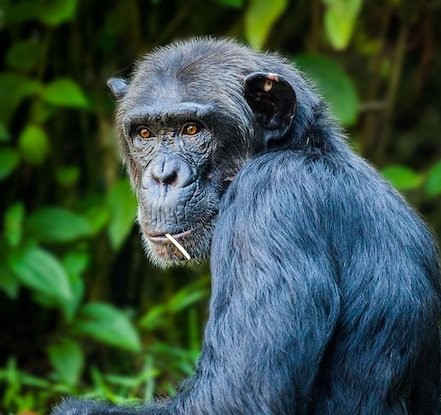 Şempanzeler, Başkasını Değerlendirirken Niyeti Dikkate Alıyor