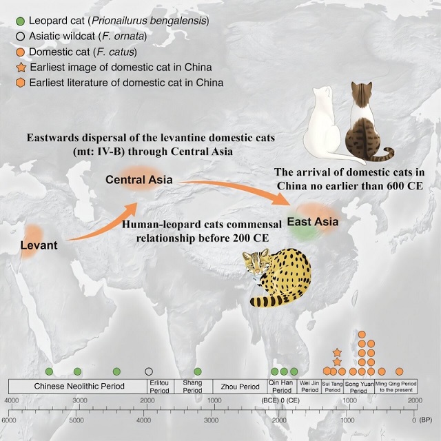 Evcil Kediler, İnsanlarla Yaşayan İlk Kedigiller Değildi