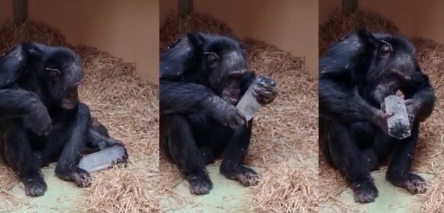 Şempanzeler de Bizim Gibi Kristallere İlgi Gösteriyor