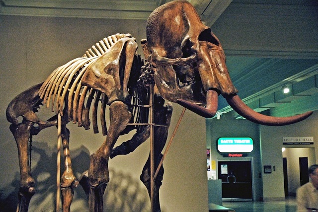 İnsanlar Amerika’ya Sanıldığı Kadar Erken Gitmemiş Olabilir