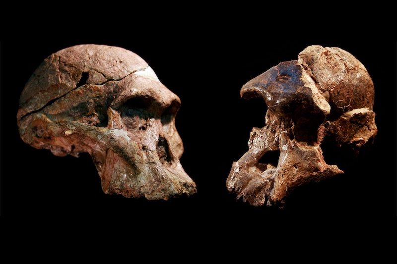 ‘İnsanlığın Beşiği’ndeki Fosiller, Bir Milyon Yıl Daha Eski Olabilir