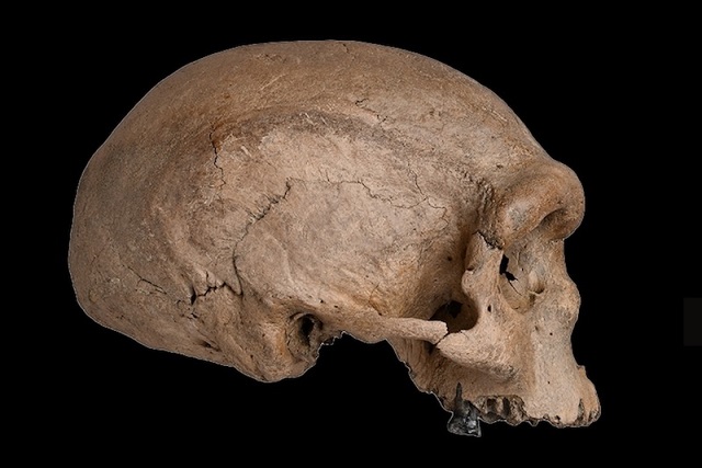 Denisovalı DNA’sı Sıtmaya Dirençli Hale Getiriyor Olabilir