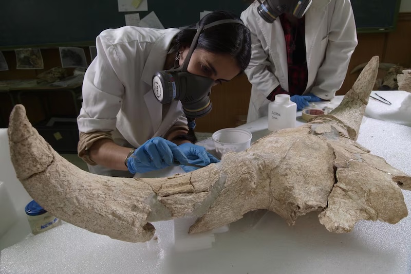 Neandertaller Bu Mağarada Nesiller Boyu Kafatası Biriktirmiş
