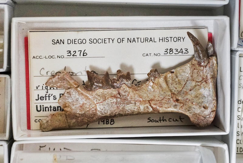 Fosil Keşfi, İlk Kılıç Dişli Memelilerden Birini Açığa Çıkarıyor