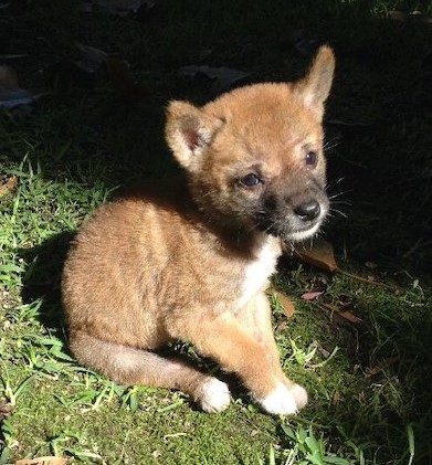 Dingolar, Evcil Köpeklerden Genetik Olarak Farklı Çıktı