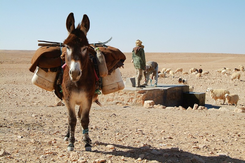 Eşekler 7.000 Yıl Önce Doğu Afrika’da Evcilleştirildi