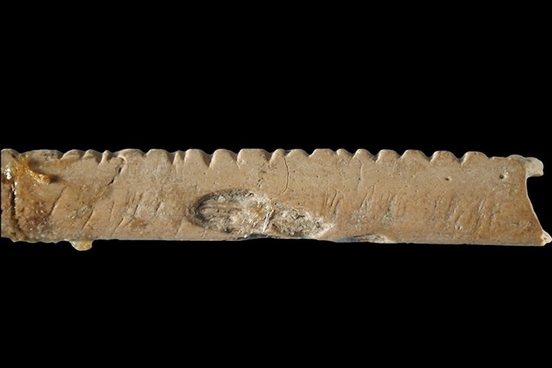 İlk Matematik Kullanan Homo erectus ve Neandertal Olabilir