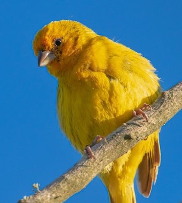 Ekvatora Daha Yakın Olan Kuşlar Daha Renkli