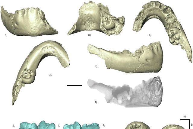Homo Türlerinde Yüz Özellikleri Bebeklikten İtibaren Belirgin