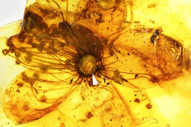 Kehribar İçinde Büyük Bir Çiçek Fosili Keşfedildi