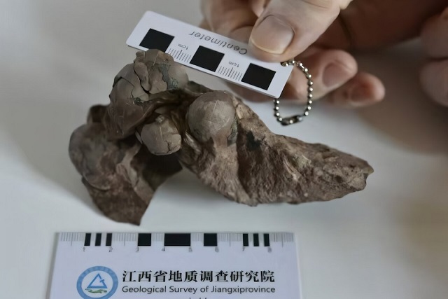 Çin’de Şimdiye Kadar Bilinen En Küçük Dinozor Yumurtası Bulundu