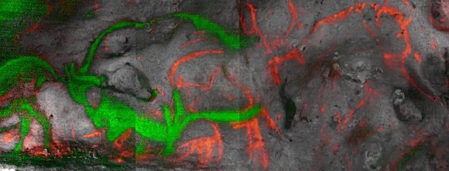 Fransa’da Mağara Resimleri İlk Defa Doğrudan Tarihlendirildi