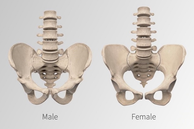 Arkeologlar Bir İskeletin Cinsiyetini Nasıl Anlar?