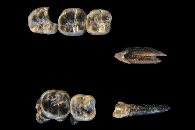 Etiyopya’da 2,6 Milyon Yıllık Australopithecus ve Homo Fosilleri!