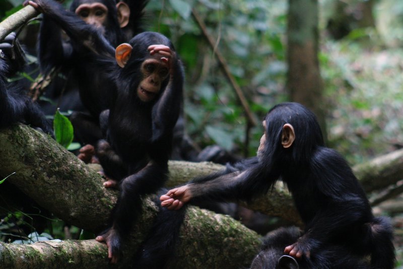 Bu Şempanze ve Bonobo Jestlerini Anlayabilir misiniz?