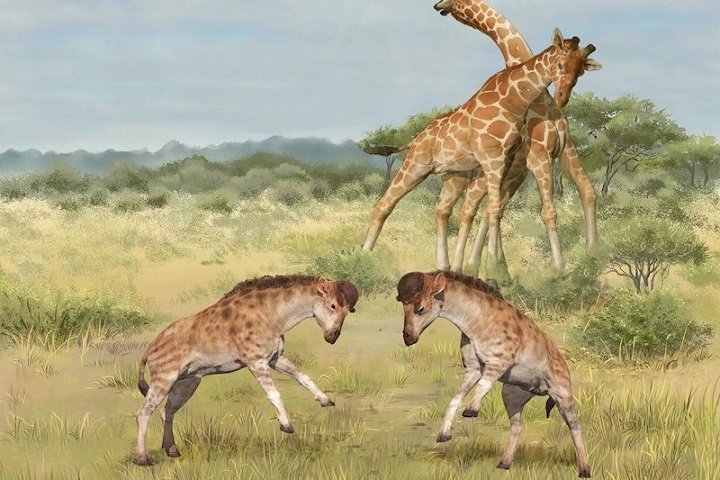 Garip Fosil, Zürafanın Evrimsel Gizemini Çözüyor