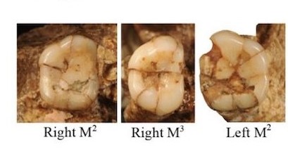 Çin’de Bulunan Homo erectus, Bölgenin İlk Sakinlerinden Olabilir