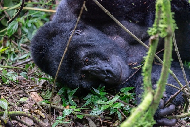 Primatlardaki Eşcinsel Davranışın Nedenleri Çözüldü
