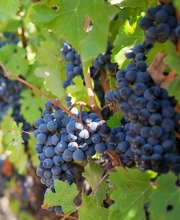 Modern Şarap Üzümleri İlk Güney Kafkasya’da Evcilleştirildi