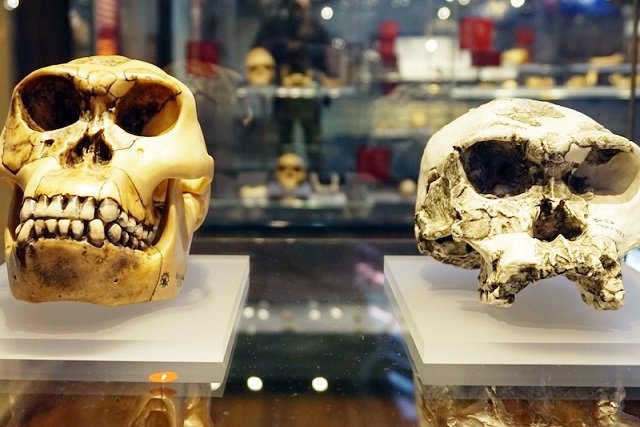 Bilinen En Eski İnsan Türü Aslında İnsan Olmayabilir