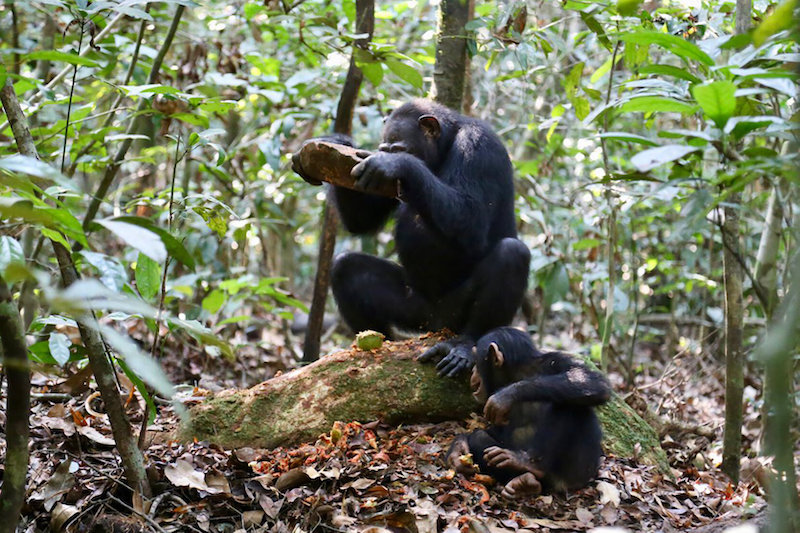 Şempanzeler, Farklı Fındıklar için Farklı Aletler Kullanıyor