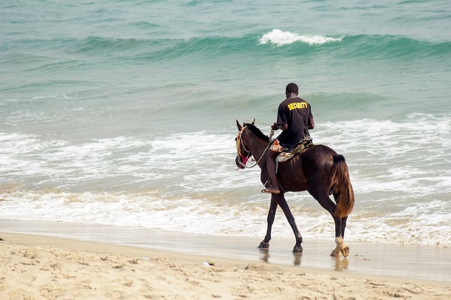 Atların Binilebilir Olmasında Genetik Bir Mutasyon Rol Oynamış