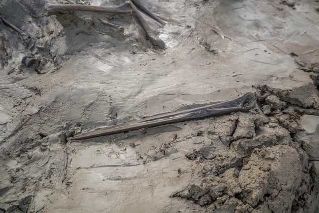 İsveç’te 5.000 Yıllık Köpek İskeleti ve Kemik Hançer Keşfedildi